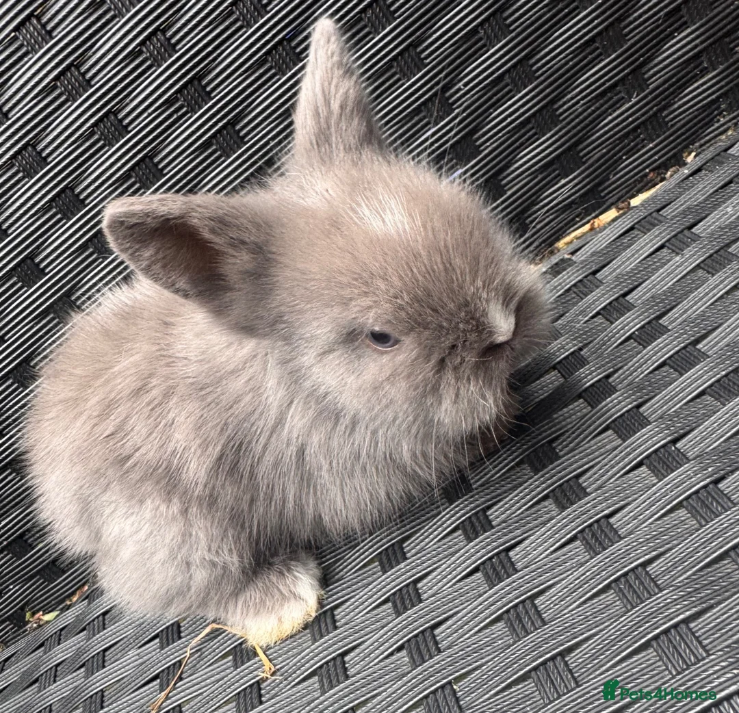 Lionhead rabbits for sale: 2 female lion head  baby bunnies for sale  in Whitchurch - Advert 2