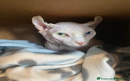 Sphynx cats for sale: From odd eyes father elf shpynx tica pedigree.  - Image 21