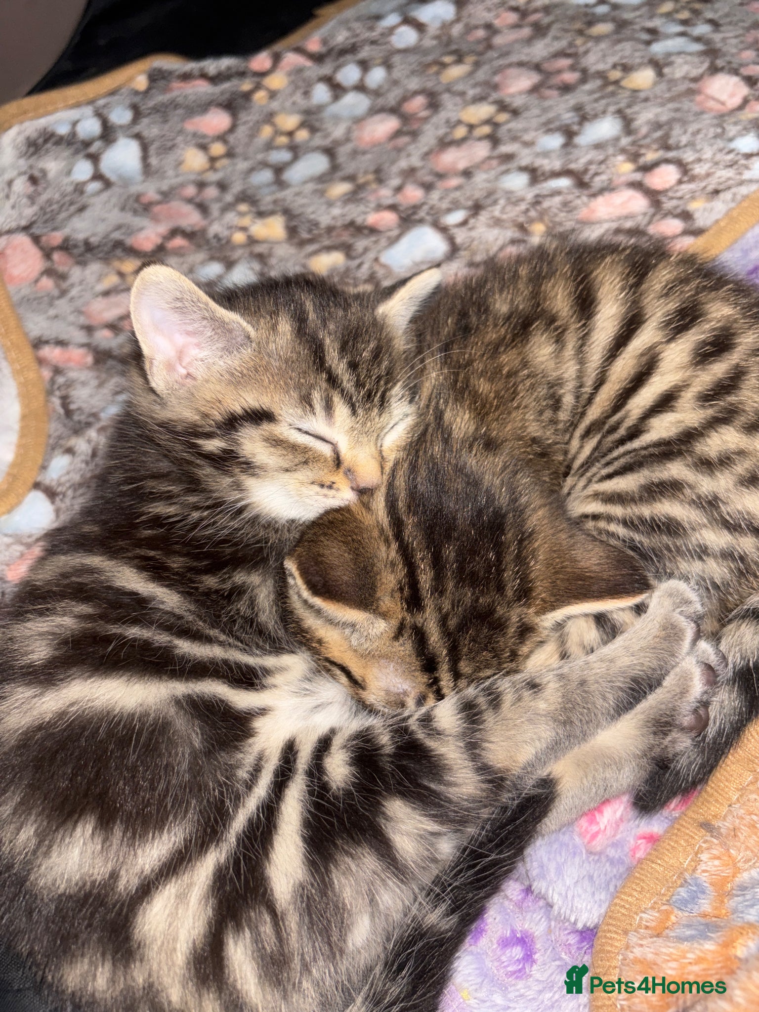 Mixed Breed cats Cute Kittens For Sale - Advert 5