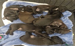 Patterdale Terrier dogs for sale: Patterdale x lakeland  - Image 10