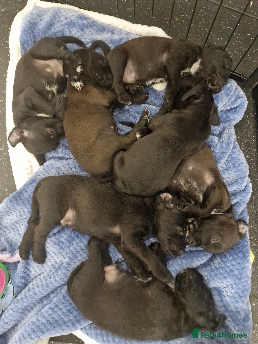 Patterdale Terrier dogs for sale: Patterdale x lakeland  - Image 10