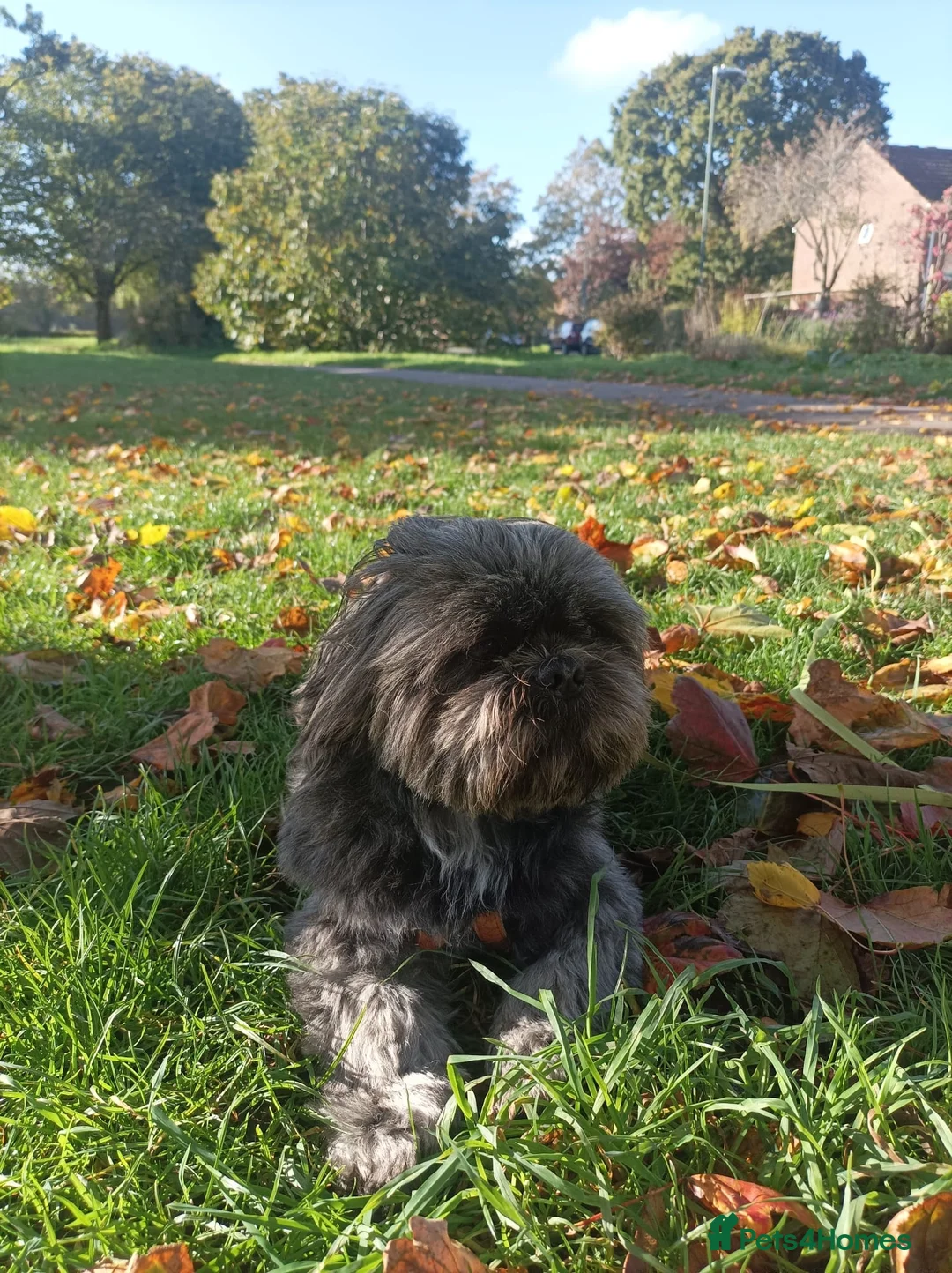 Shih Tzu dogs for stud: Kc Registered Shih Tzu for stud in Bournemouth - Advert 2