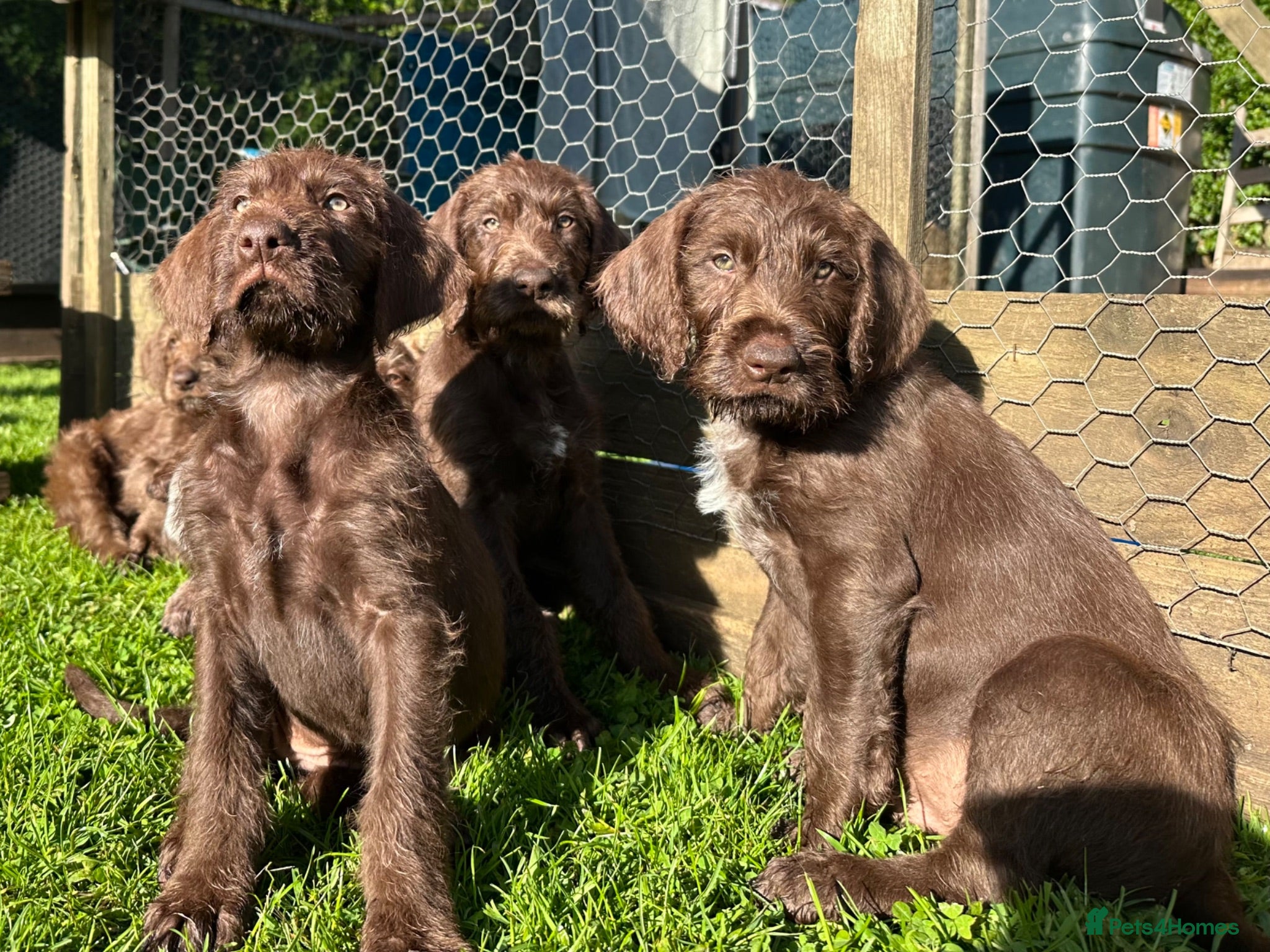 Mixed Breed dogs German pudlepointer x German wirehair pointer  - Advert 2