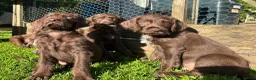 Mixed Breed dogs for sale: German pudlepointer x German wirehair pointer  in Norwich - Advert 2