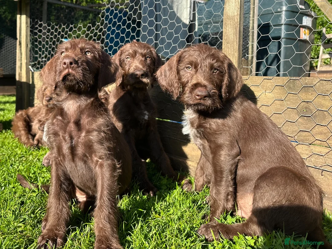 Mixed Breed dogs for sale: German pudlepointer x German wirehair pointer  in Norwich - Advert 2