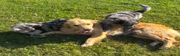 Golden Retriever dogs for sale: Beautiful Merle Golden Retriever x Border Collie - Advert 9