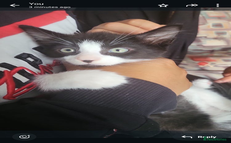 Domestic Shorthair cats - Advert 2