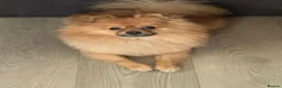 Pomeranian dogs for sale: Bruno - Advert 9