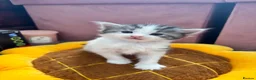 Mixed Breed cats for sale: Adorable and sweet Kittens Ready in September ❤️ - Advert 3