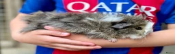 Guinea Pig rodents for sale: 10 week old male guinea pigs in Torrington - Advert 19