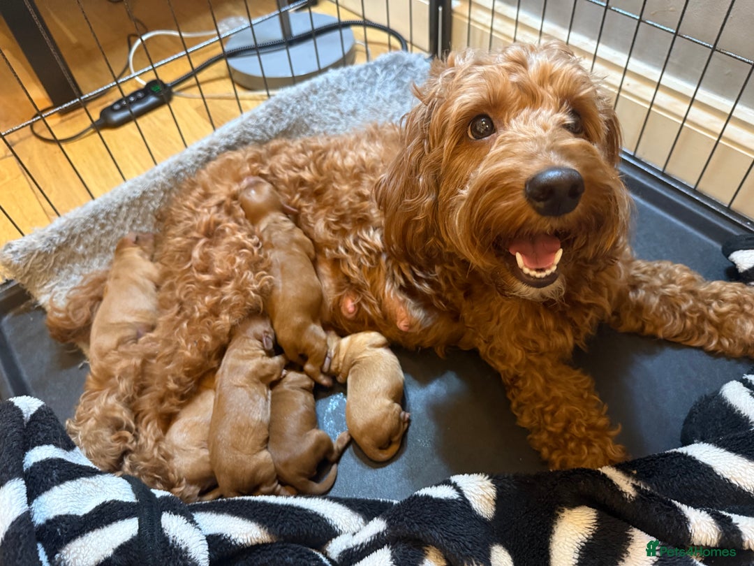 Cockapoo dogs for sale: Beautiful Cockapoo puppies - Advert 2