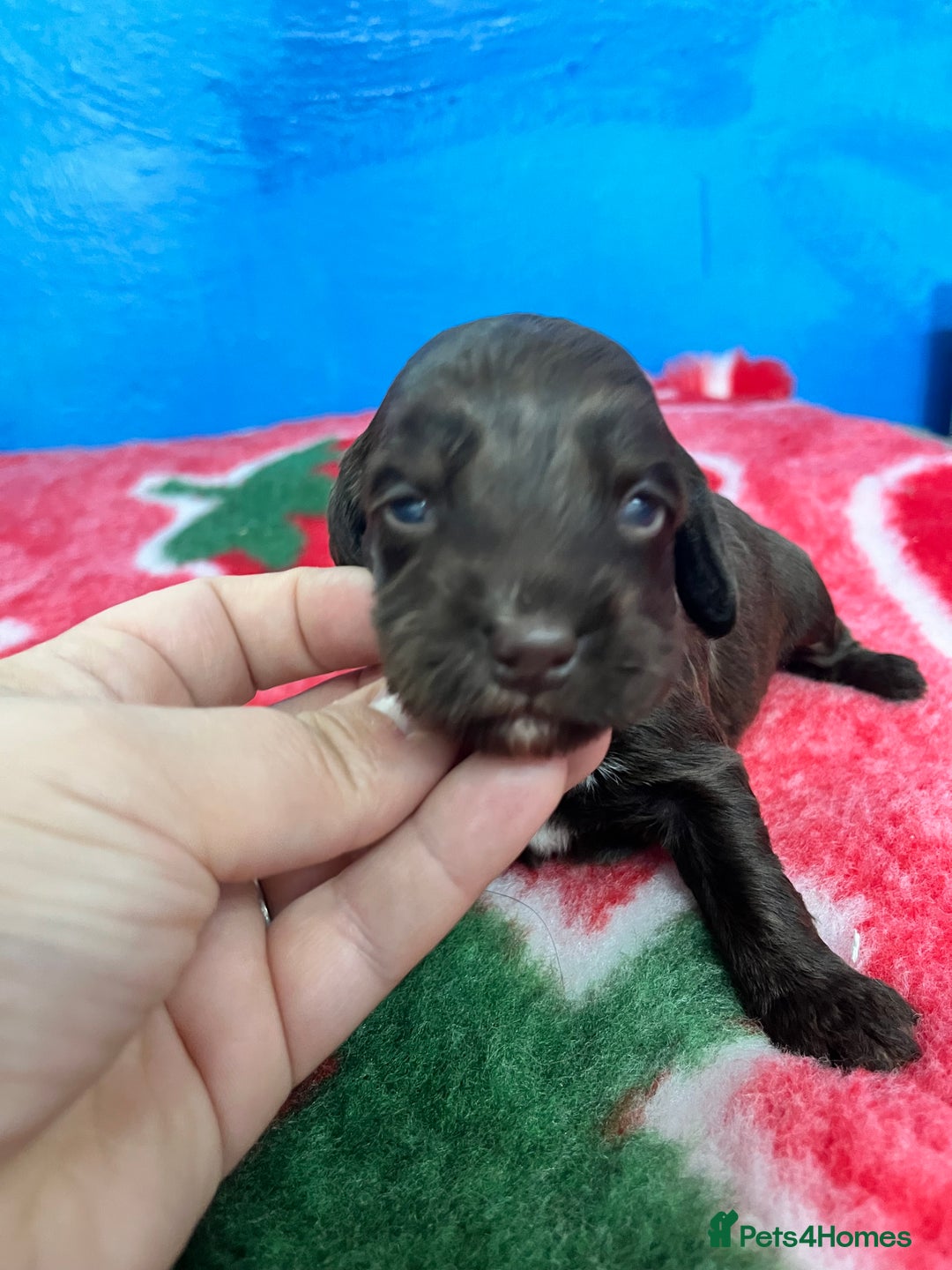 Cockapoo dogs for sale: Cockapoo puppies Rainbow litter  - Image 11