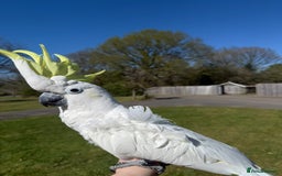 Cockatoo birds for sale: Percy the Cockatoo looking for loving new family.  - Image 1