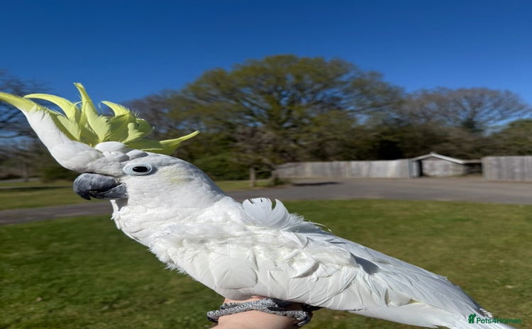 Cockatoo birds - Advert 1