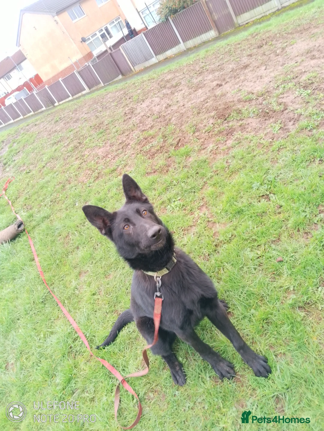 German Shepherd dogs for sale: Bitch German shepherd  - Advert 2