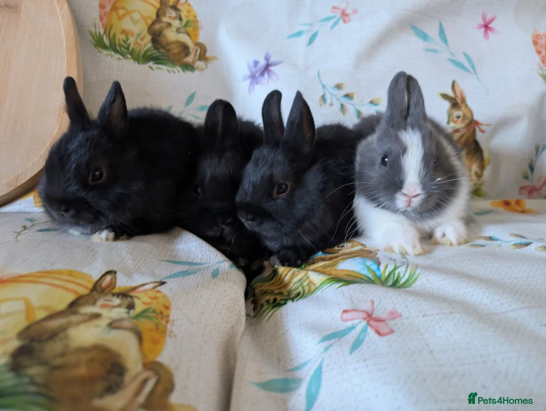 Netherland Dwarf rabbits for sale: Netherland dwarf rabbits - Advert 2