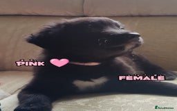 Mixed Breed dogs for sale: Portuguese water dog x Golden retriever puppies  - Image 4