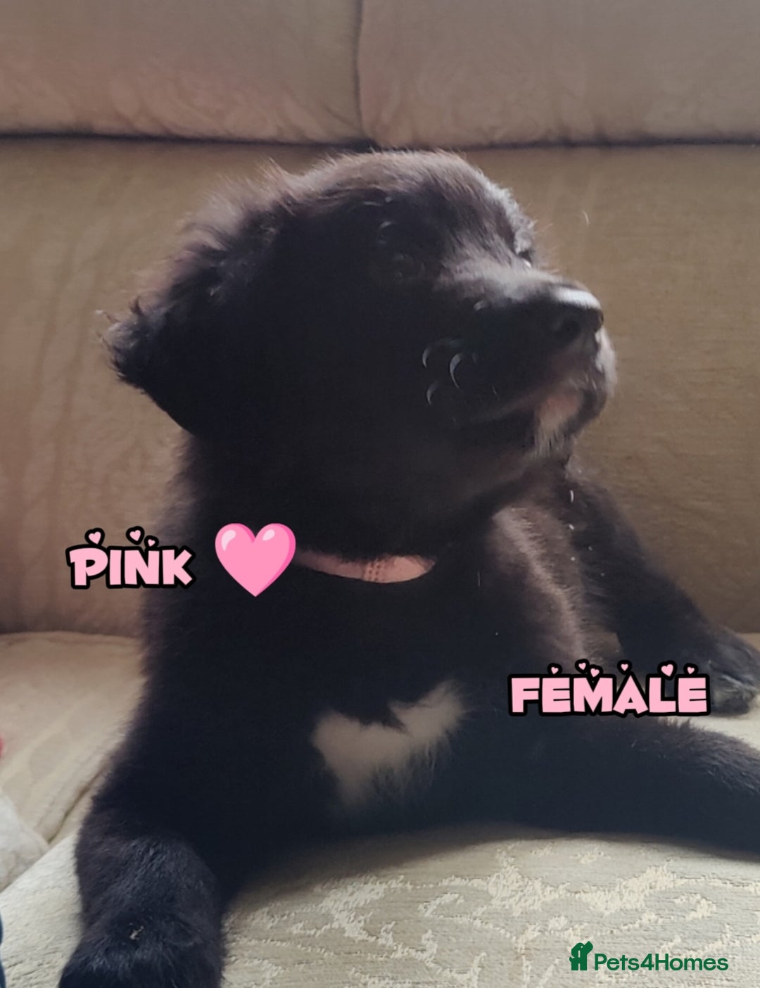 Mixed Breed dogs for sale: Portuguese water dog x Golden retriever puppies  - Image 4