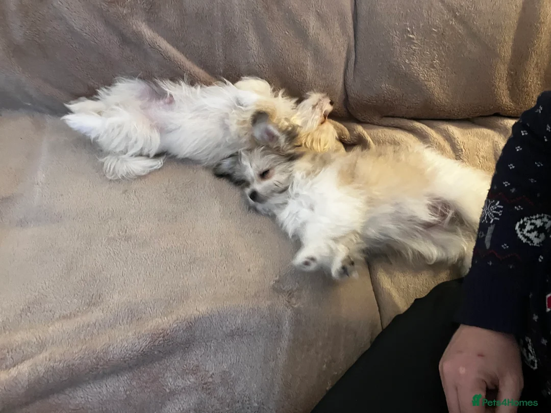 Mixed Breed dogs for sale: Malti-Pom Puppies - £1200 - 3 Left - Advert 24