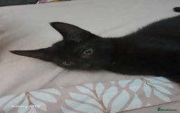 Mixed Breed cats for sale: 5 long hair maine coon mix kitten's. - Image 7