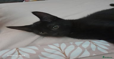 Mixed Breed cats - Advert 1