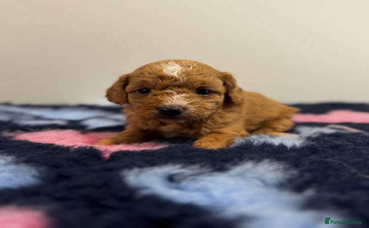 Cavapoo dogs - Advert 15