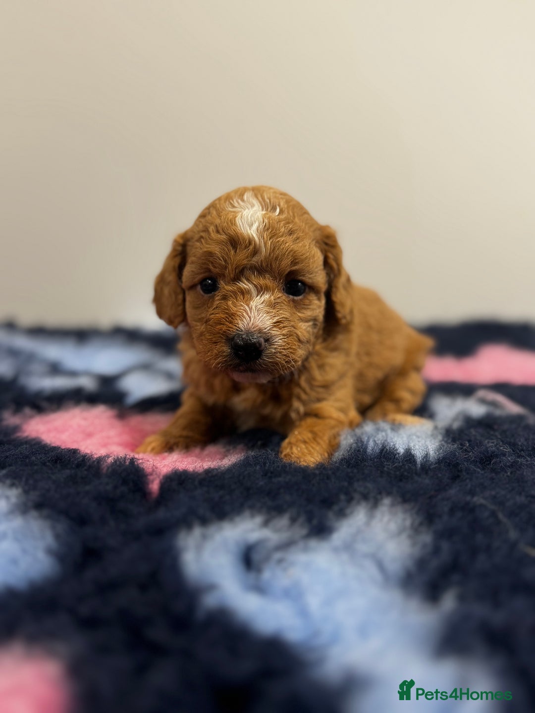 Cavapoo dogs for sale: 7 beautiful cavapoos  - Image 1