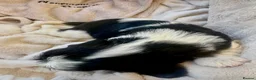 Cavalier King Charles Spaniel dogs for sale: Clearviews Classic Cavalier King Charles Spaniels - Advert 19