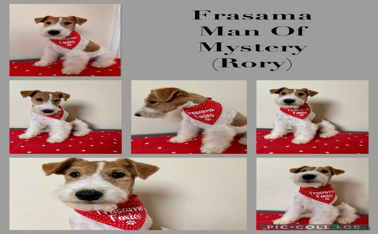 Fox Terrier dogs STUD only - wire fox terrier - Advert 3