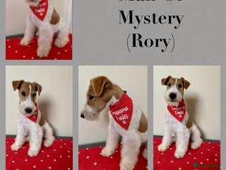 Fox Terrier dogs STUD only - wire fox terrier - Advert 1