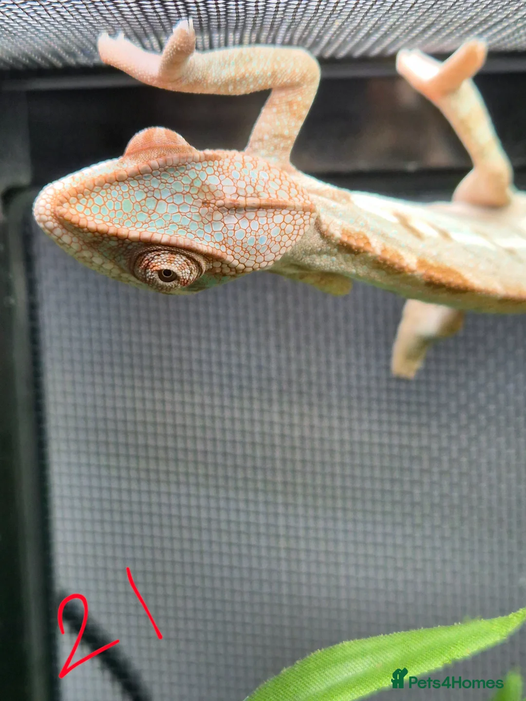 Chameleon reptiles for sale: Baby/juvenile panthers for sale. Ready to go.  - Advert 2