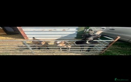 Goats livestock for sale: Billy Goat for sale - Image 5