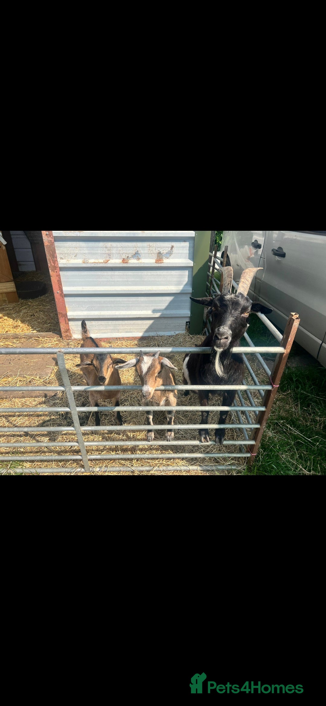 Goats livestock for sale: Billy Goat for sale - Image 5