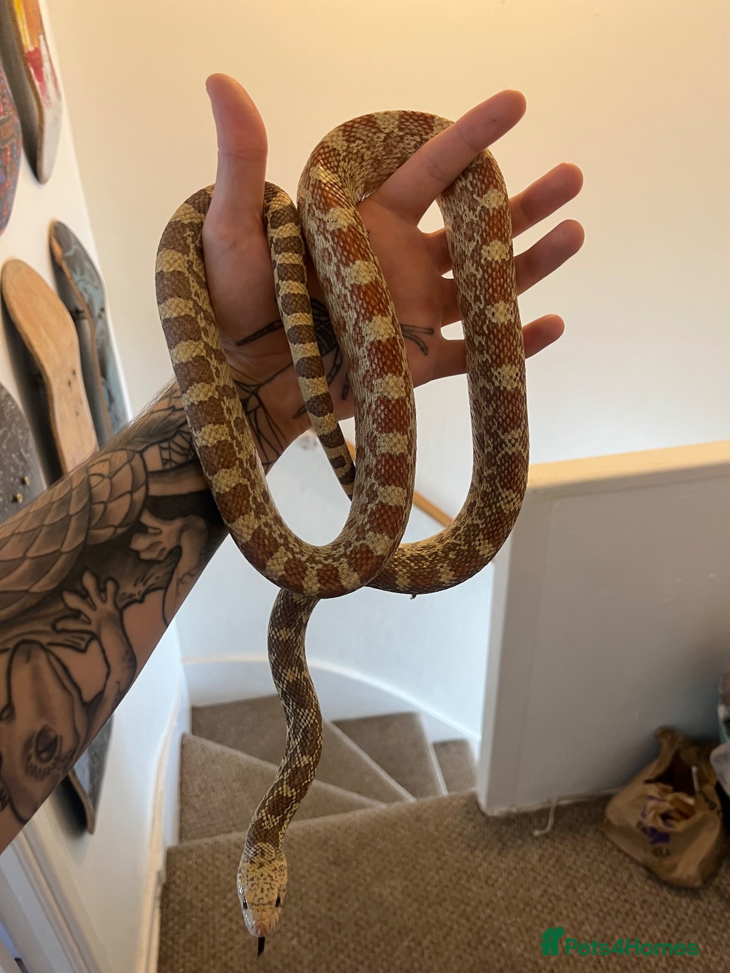 Snake reptiles Bullsnake - Advert 10