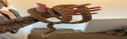 Snake reptiles for sale: Bullsnake in Plymouth - Advert 1