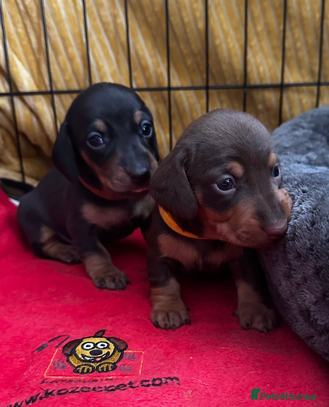 Miniature Dachshund dogs for sale: Miniature Dachshunds  - Image 18