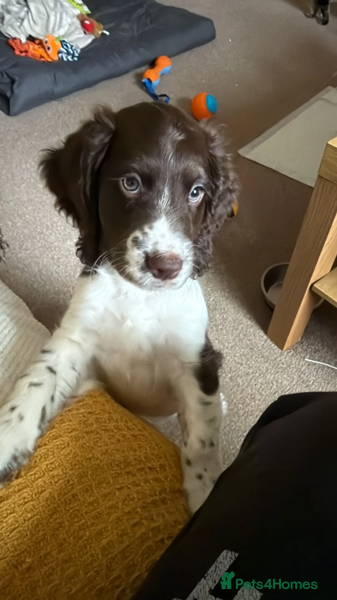 Cocker Spaniel dogs for sale: Cocker spaniel beautiful boy in Stirling - Advert 5