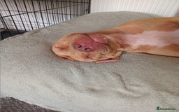 Mixed Breed dogs for sale: Crossbreed  - Image 1