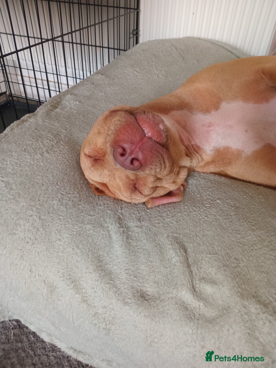 Mixed Breed dogs for sale: Crossbreed  - Image 1