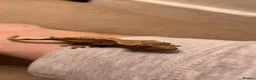 Gecko reptiles for sale: Baby Harley Quinn crested gecko  - Advert 5