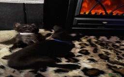 Egyptian Mau cats for sale: Smoke Egyptian MAU x Bengal spotted&marble kittens - Image 23