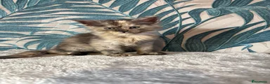 Maine Coon Kitten 5
