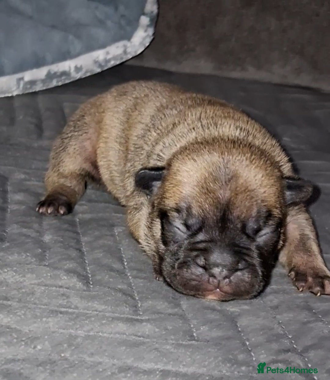 French Bulldog dogs for sale: 8 stunning french bulldogs - Advert 24