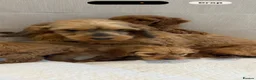 Cockapoo dogs for sale: LICENSED BREEDER HEALTH TESTED COCKAPOOS - Advert 15