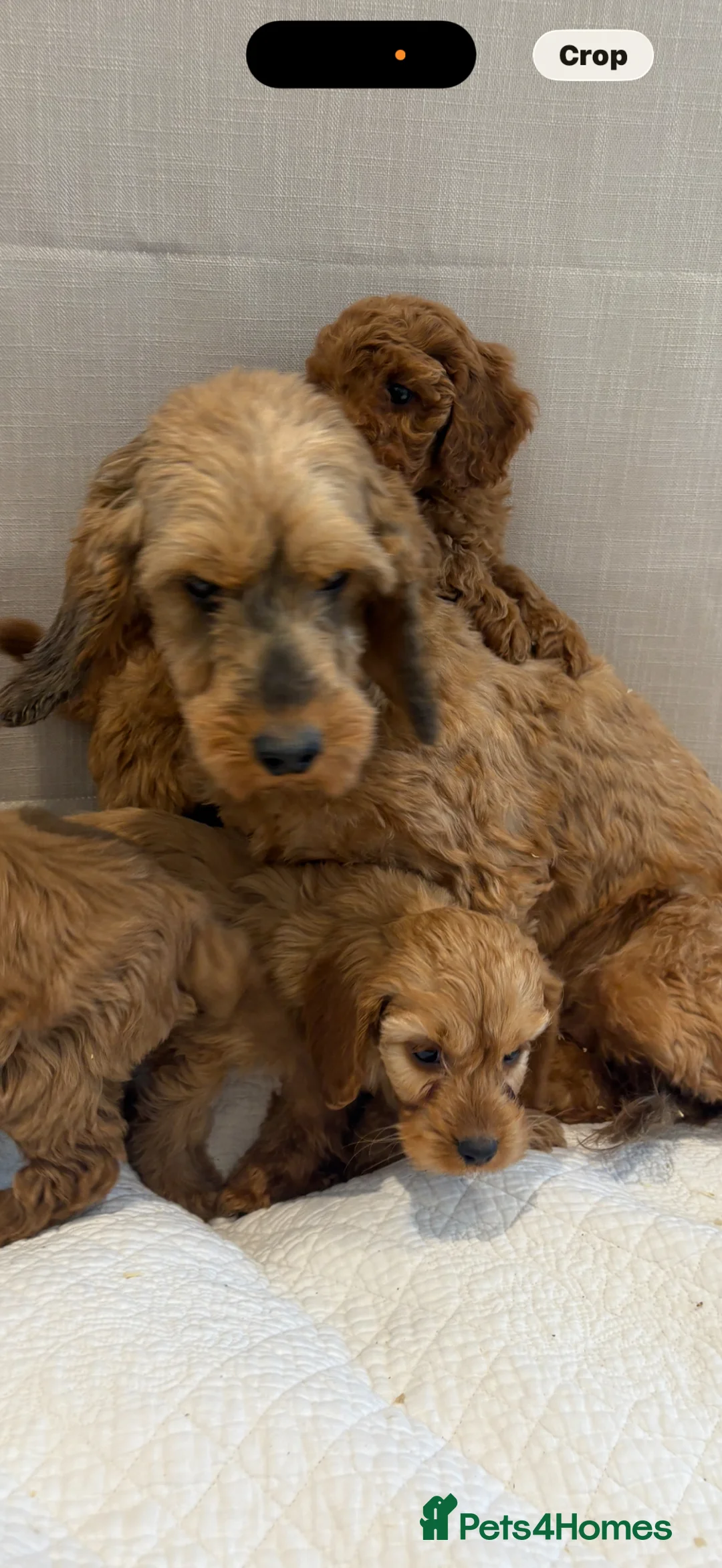 Cockapoo dogs for sale: LICENSED BREEDER HEALTH TESTED COCKAPOOS - Advert 15