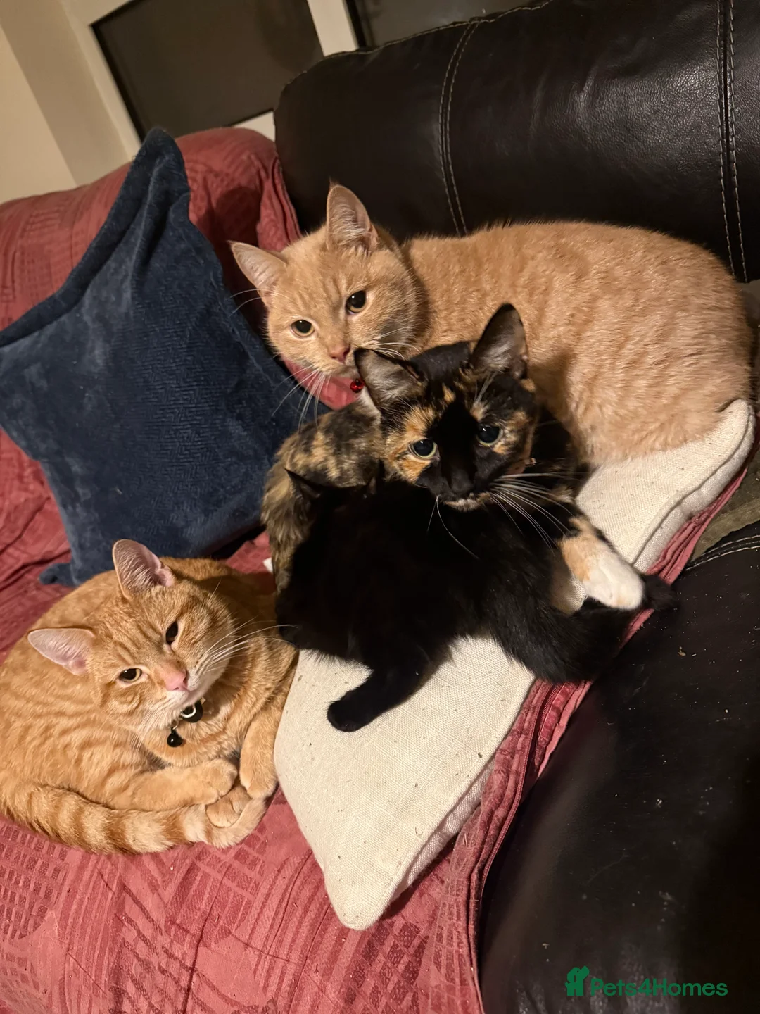 Mixed Breed cats for sale: MISTY AND NACHO ⭐️ - Advert 4