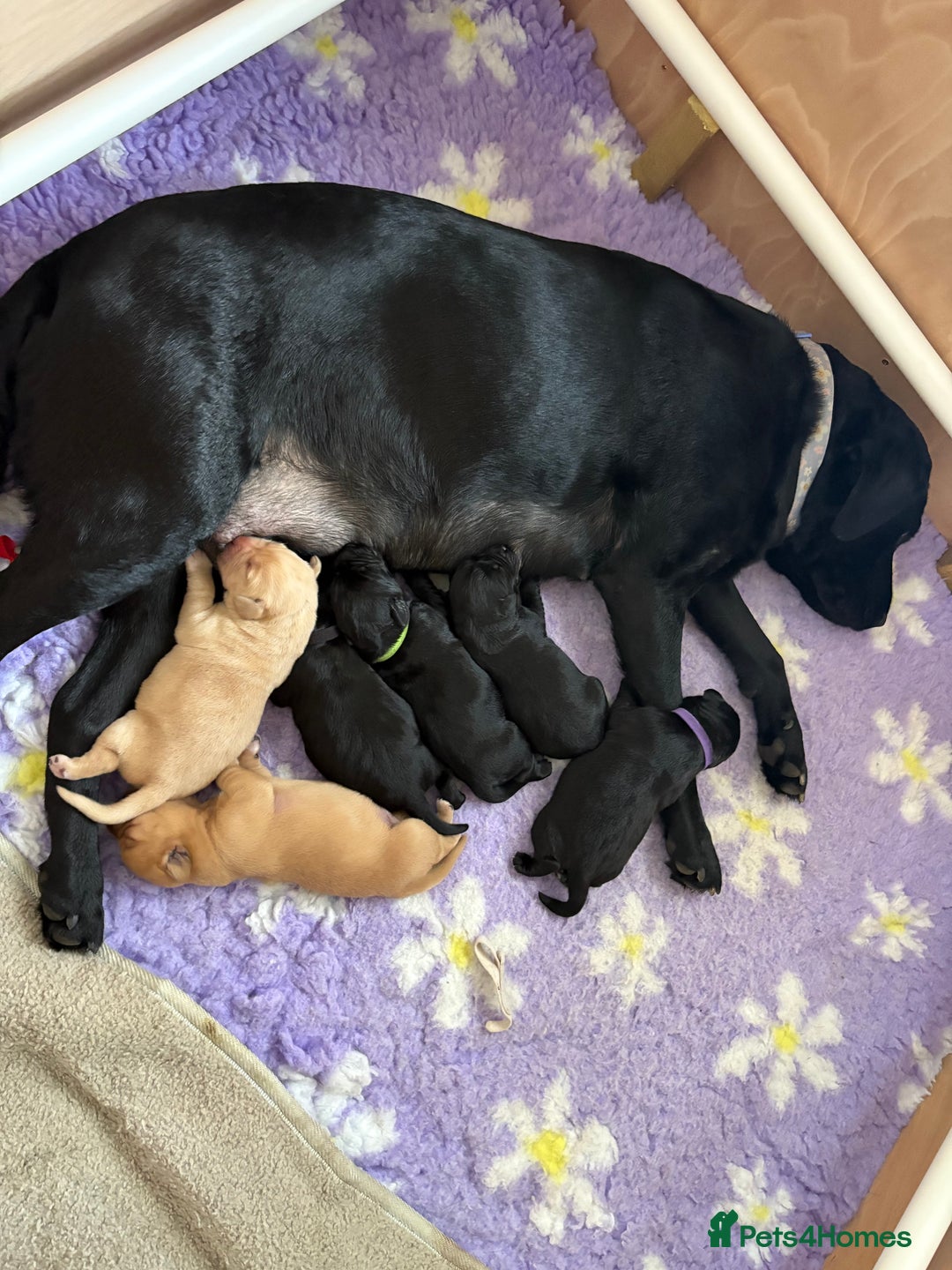 Labrador Retriever dogs for sale: 13 week old Labrador puppy  - Advert 1