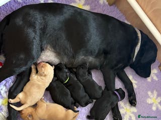 Labrador Retriever dogs 13 week old Labrador puppy - Advert 1
