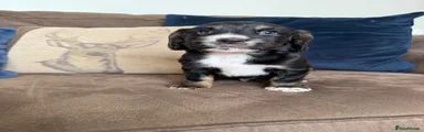 Cocker Spaniel 3