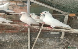 Pigeons birds for sale: Pigeon for sale - Image 19